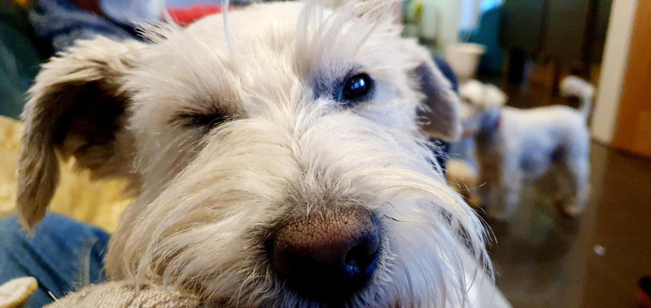 The Sleeping Dog Room At The Grumpy Schnauzer Bnb Huge Room, Luxe Suite, Private Hot Tub, Breakfast, Gym, Games Room, Farm Stay, Amazing Ердрі Екстер'єр фото